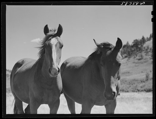 Untitled photo, possibly rerelated to: Ranch horse on grazing land near Lame Deer, Montana