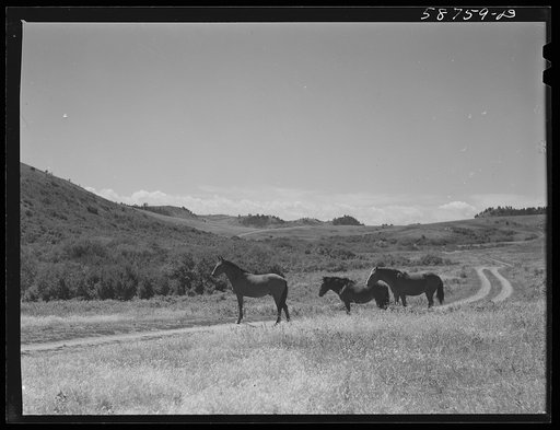 Untitled photo, possibly rerelated to: Ranch horse on grazing land near Lame Deer, Montana