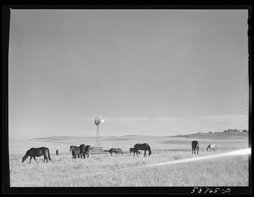 Untitled photo, possibly related to: Ranch horses on grazing land near Lame Deer, Montana