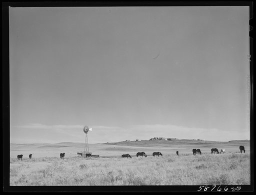 Untitled photo, possibly related to: Ranch horses on grazing land near Lame Deer, Montana