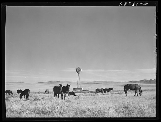 Ranch horses near windmill and waterhole on grazing land near Lame Deer, Montana