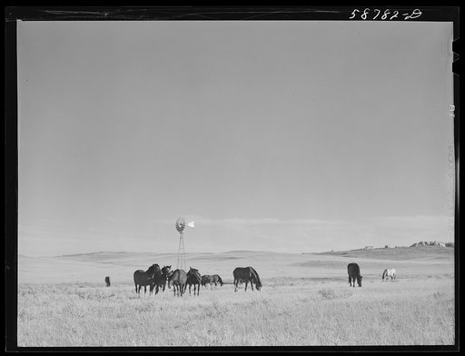Untitled photo, possibly related to: Ranch horses near windmill and waterhole on grazing land near Lame Deer, Montana