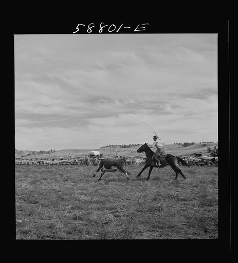 Roping a milk cow at annual rodeo. Ashland, Montana