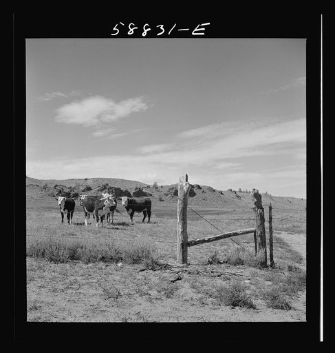 Range cattle behind fence on grazing land near Birney, Montana