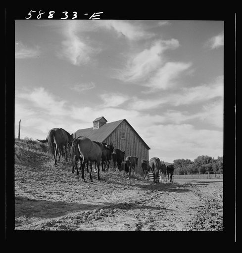 Horses returning to the corral after watering early in the morning at Quarter Circle U Ranch. Birney, Montana