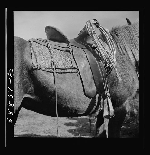 Untitled photo, possibly related to: Detail of saddle on cowhand's horse at Ashland rodeo, Montana