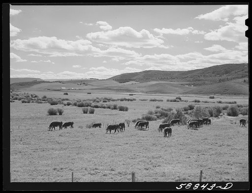 Yampa River Valley, Colorado. Fattening Hereford beef cattle