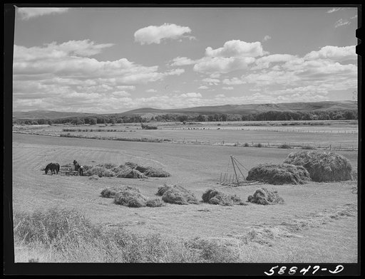 Haying in the Yampa River Valley, Colorado