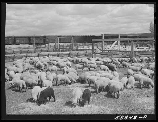 Sheep raised by Edmund Crawford in pens before loading and shipping in freight cars. Craig, Colorado