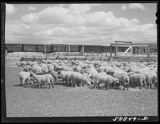 Untitled photo, possibly related to: Sheep raised by Edmund Crawford in pens before loading and shipping in freight cars. Craig, Colorado