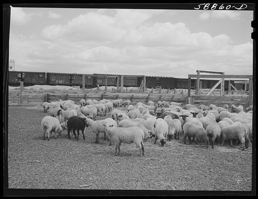 Untitled photo, possibly related to: Sheep raised by Edmund Crawford in pens before loading and shipping in freight cars. Craig, Colorado