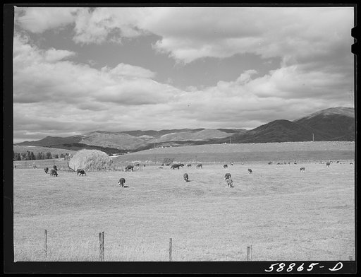 Untitled photo, possibly related to: Yampa River Valley, Colorado. Fattening Hereford beef cattle