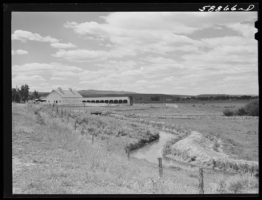 Untitled photo, possibly related to: Yampa River Valley, Colorado. Pure-bred cattle ranch