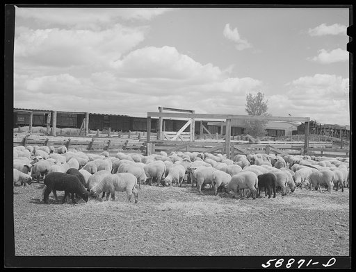 Untitled photo, possibly related to: Sheep raised by Edmund Crawford in pens before loading and shipping in freight cars. Craig, Colorado