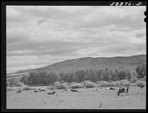 Dairy cattle in the Yampa River Valley, Colorado