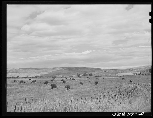Yampa River Valley, Colorado. Fattening Hereford beef cattle