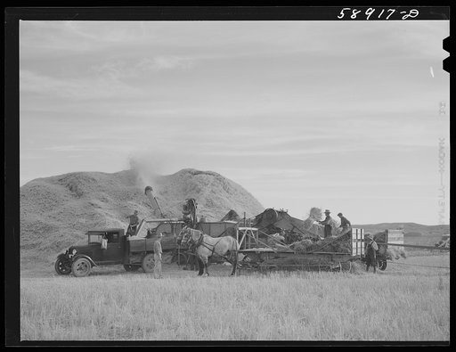 Untitled photo, possibly related to: Helper on wagonload of wheat to be threshed on Beerman's ranch at Emblem, Wyoming. He has about 150 acres in all (quarter section), about forty-three in wheat; the rest in oats, beans, and alfalfa. This year they are getting between fifty-five and sixty bushels w
