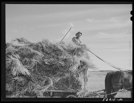 Helper on wagonload of wheat to be threshed on Beerman's ranch at Emblem, Wyoming. He has about 150 acres in all (quarter section), about forty-three in wheat; the rest in oats, beans, and alfalfa. This year they are getting between fifty-five and sixty bushels wheat per acre, whereas ordinarily he 