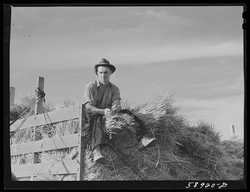 Helper on wagonload of wheat to be threshed on Beerman's ranch at Emblem, Wyoming. He has about 150 acres in all (quarter section), about forty-three in wheat; the rest in oats, beans, and alfalfa. This year they are getting between fifty-five and sixty bushels wheat per acre, whereas ordinarily he 