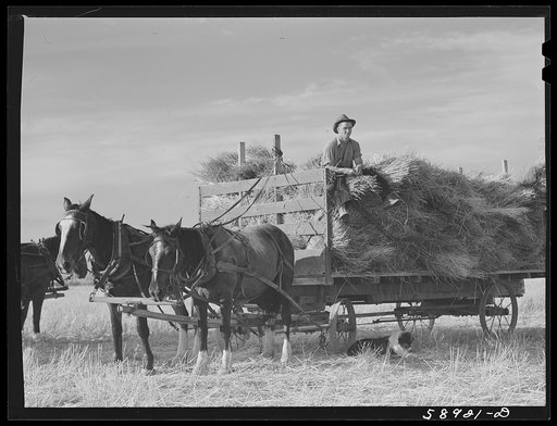 Untitled photo, possibly related to: Helper on wagonload of wheat to be threshed on Beerman's ranch at Emblem, Wyoming. He has about 150 acres in all (quarter section), about forty-three in wheat; the rest in oats, beans, and alfalfa. This year they are getting between fifty-five and sixty bushels w