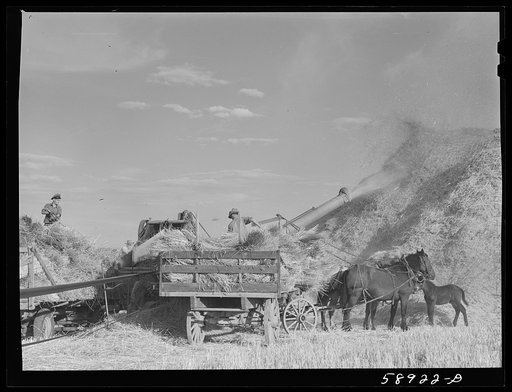 Untitled photo, possibly related to: Helper on wagonload of wheat to be threshed on Beerman's ranch at Emblem, Wyoming. He has about 150 acres in all (quarter section), about forty-three in wheat; the rest in oats, beans, and alfalfa. This year they are getting between fifty-five and sixty bushels w