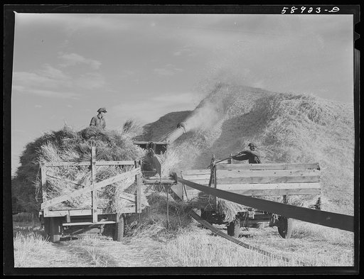 Untitled photo, possibly related to: Helper on wagonload of wheat to be threshed on Beerman's ranch at Emblem, Wyoming. He has about 150 acres in all (quarter section), about forty-three in wheat; the rest in oats, beans, and alfalfa. This year they are getting between fifty-five and sixty bushels w