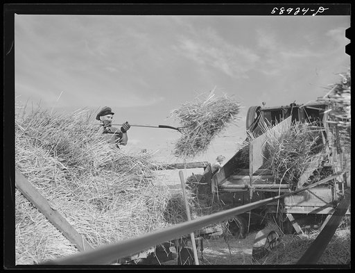 Untitled photo, possibly related to: Helper on wagonload of wheat to be threshed on Beerman's ranch at Emblem, Wyoming. He has about 150 acres in all (quarter section), about forty-three in wheat; the rest in oats, beans, and alfalfa. This year they are getting between fifty-five and sixty bushels w