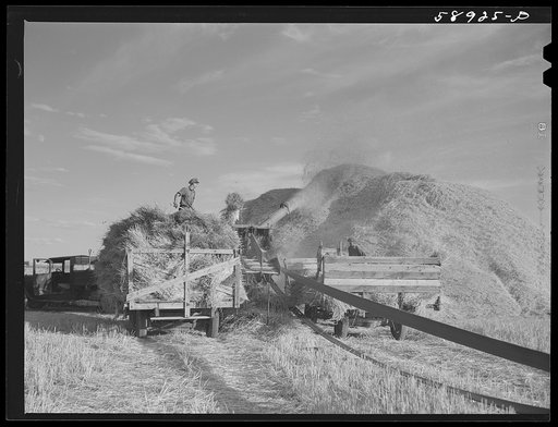 Untitled photo, possibly related to: Helper on wagonload of wheat to be threshed on Beerman's ranch at Emblem, Wyoming. He has about 150 acres in all (quarter section), about forty-three in wheat; the rest in oats, beans, and alfalfa. This year they are getting between fifty-five and sixty bushels w