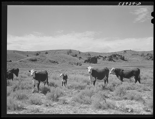 Hereford range cattle and bull. Near Sheridan, Wyoming