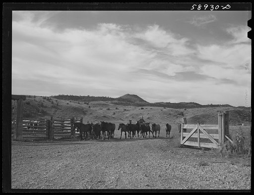 Horses being wrangled and brought to corral early in the morning. Brewster-Arnold Ranch, Quarter Circle U. Birney, Montana