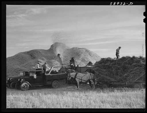 Threshing wheat on Beerman's ranch at Emblem, Wyoming. He has about 160 acres (quarter section), about forty-three in wheat, the rest in oats, beans, and alfalfa.  This year he is getting between fifty-five and sixty bushels per acre, whereas ordinarily he gets about forty bushels wheat per acre.  H
