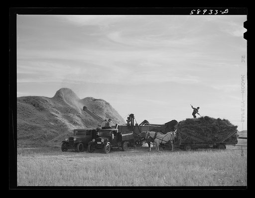 Threshing wheat on Beerman's ranch at Emblem, Wyoming. He has about 160 acres (quarter section), about forty-three in wheat, the rest in oats, beans, and alfalfa.  This year he is getting between fifty-five and sixty bushels per acre, whereas ordinarily he gets about forty bushels wheat per acre.  H