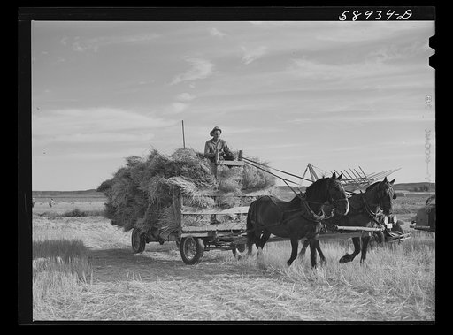 Threshing wheat on Beerman's ranch at Emblem, Wyoming. He has about 160 acres (quarter section), about forty-three in wheat, the rest in oats, beans, and alfalfa.  This year he is getting between fifty-five and sixty bushels per acre, whereas ordinarily he gets about forty bushels wheat per acre.  H