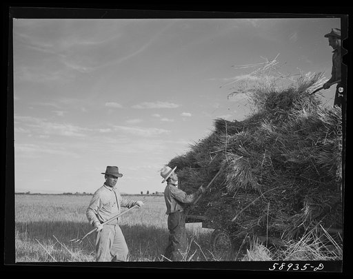 Untitled photo, possibly related to: Threshing wheat on Beerman's ranch at Emblem, Wyoming. He has about 160 acres (quarter section), about forty-three in wheat, the rest in oats, beans, and alfalfa.  This year he is getting between fifty-five and sixty bushels per acre, whereas ordinarily he gets a