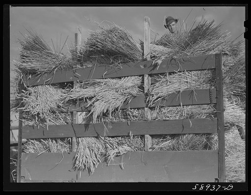 Threshing wheat on Beerman's ranch at Emblem, Wyoming. He has about 160 acres (quarter section), about forty-three in wheat, the rest in oats, beans, and alfalfa.  This year he is getting between fifty-five and sixty bushels per acre, whereas ordinarily he gets about forty bushels wheat per acre.  H