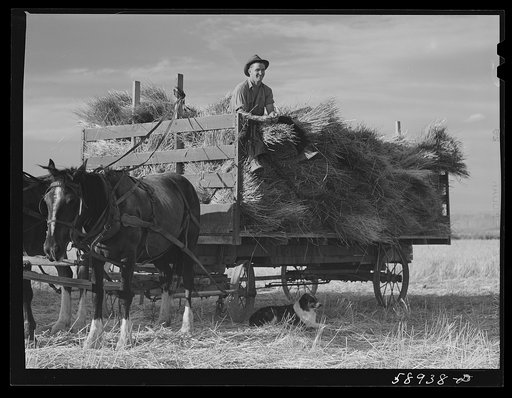 Untitled photo, possibly related to: Threshing wheat on Beerman's ranch at Emblem, Wyoming. He has about 160 acres (quarter section), about forty-three in wheat, the rest in oats, beans, and alfalfa.  This year he is getting between fifty-five and sixty bushels per acre, whereas ordinarily he gets a