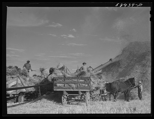 Threshing wheat on Beerman's ranch at Emblem, Wyoming. He has about 160 acres (quarter section), about forty-three in wheat, the rest in oats, beans, and alfalfa.  This year he is getting between fifty-five and sixty bushels per acre, whereas ordinarily he gets about forty bushels wheat per acre.  H