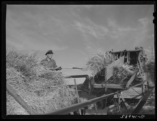 Threshing wheat on Beerman's ranch at Emblem, Wyoming. He has about 160 acres (quarter section), about forty-three in wheat, the rest in oats, beans, and alfalfa.  This year he is getting between fifty-five and sixty bushels per acre, whereas ordinarily he gets about forty bushels wheat per acre.  H