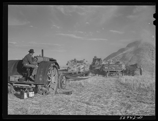 Threshing wheat on Beerman's ranch at Emblem, Wyoming. He has about 160 acres (quarter section), about forty-three in wheat, the rest in oats, beans, and alfalfa.  This year he is getting between fifty-five and sixty bushels per acre, whereas ordinarily he gets about forty bushels wheat per acre.  H