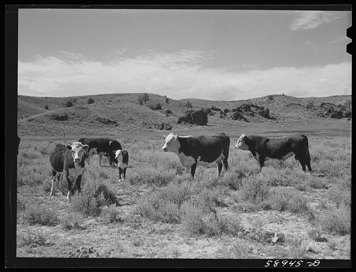 Untitled photo, possibly related to: Hereford range cattle and bull. Near Sheridan, Wyoming