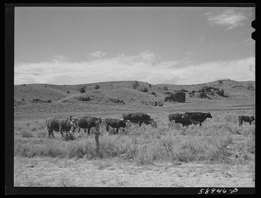 Untitled photo, possibly related to: Hereford range cattle and bull. Near Sheridan, Wyoming