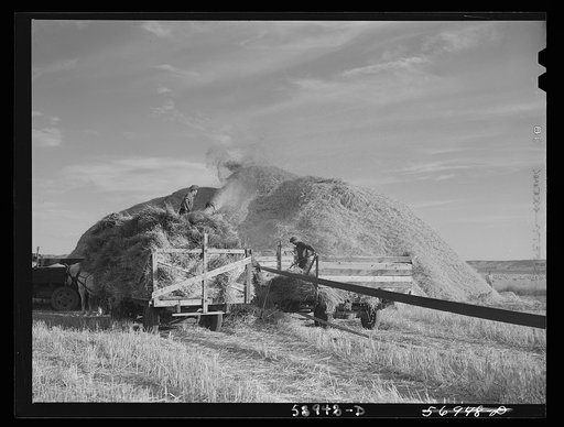 Untitled photo, possibly related to: Threshing wheat on Beerman's ranch at Emblem, Wyoming. He has about 160 acres (quarter section), about forty-three in wheat, the rest in oats, beans, and alfalfa.  This year he is getting between fifty-five and sixty bushels per acre, whereas ordinarily he gets a