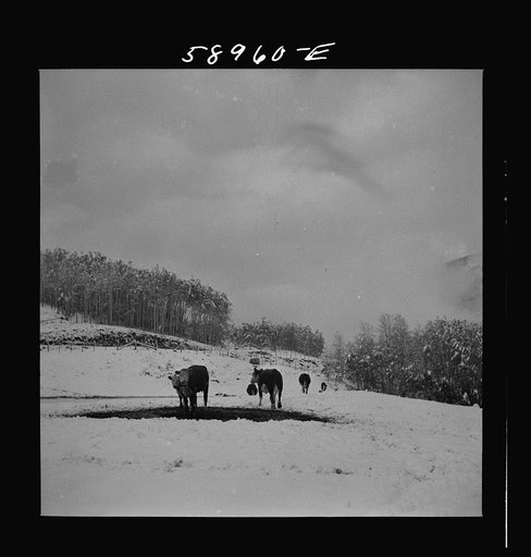 Untitled photo, possibly related to: Cattle feeding near ranch house after early fall blizzard in the mountains near Aspen, Colorado