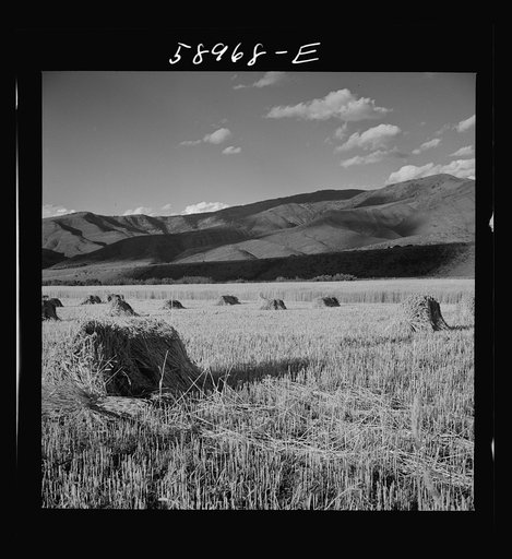 Cutting and raking hay in the valley near Aspen, Colorado