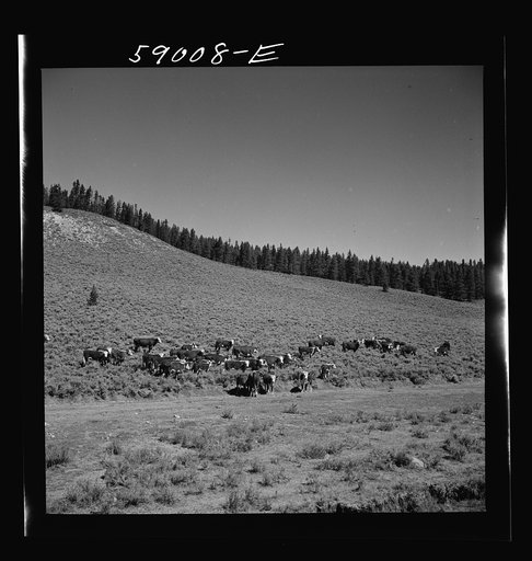 Cattle on grazing land of ranch near Granby, Colorado