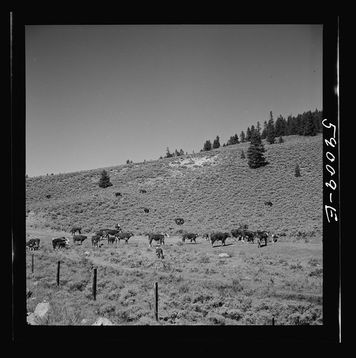 Untitled photo, possibly related to: Cattle on grazing land of ranch near Granby, Colorado