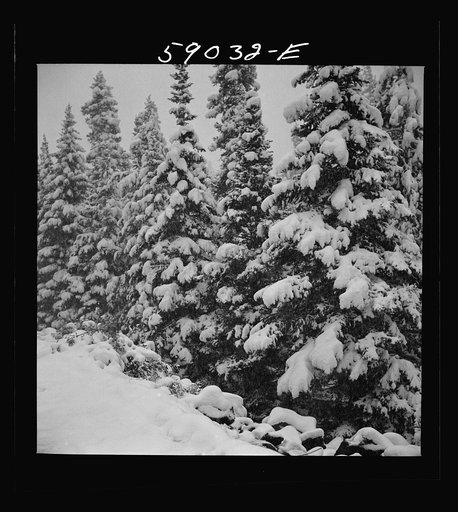 Pine trees after early fall blizzard on Independence Pass, Colorado