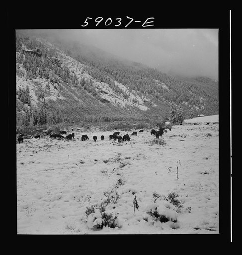 Untitled photo, possibly related to: Cattle feeding near ranch house after early fall blizzard in the mountains near Aspen, Colorado
