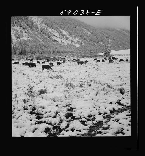 Cattle feeding near ranch house after early fall blizzard in the mountains near Aspen, Colorado