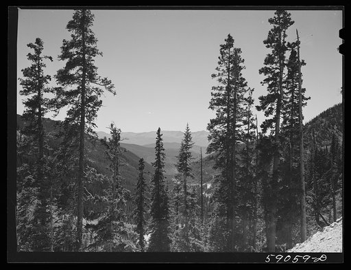 Trees on Loveland Pass near Dillon, Colorado